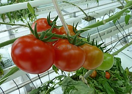食品,西紅柿,溫室
