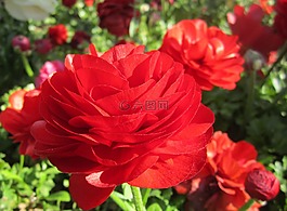 花卉,紅色,紅色的花