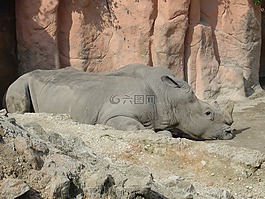 犀牛,動(dòng)物園