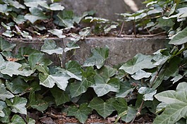 常春藤,纏繞在一起,樓梯
