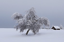山,冬天,雪