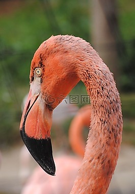 火烈鳥,鳥,動物園