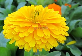 黃色花,美麗,黃色