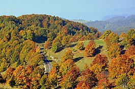 游覽,樹,林