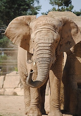 象,動物園,灰塵