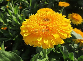美麗的花,花卉,黃色的花