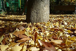 秋季,秋天的樹葉,藍(lán)藍(lán)的天空