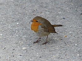 鳥,羅賓,動物