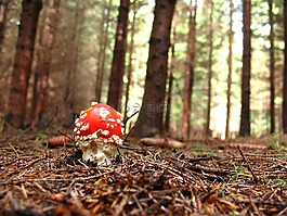 飛木耳,紅色,森林
