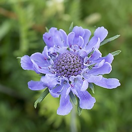 鮮花,紫色,scabiosa