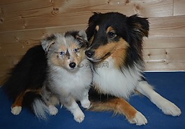 狗,小狗,設(shè)得蘭群島牧羊犬