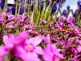 花園,鮮花,盛開