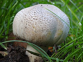 蘑菇,森林蘑菇,秋季