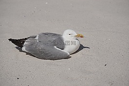 海鷗,群島,資本投資者入境計劃