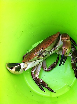 蟹,釣魚(yú),綠色