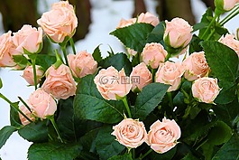玫瑰,花,性質(zhì)