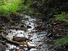 森林,過獨(dú)身生活,水