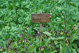 frauenschuh,蘭花,盾