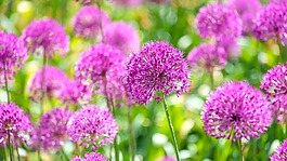 開花,花,羅維