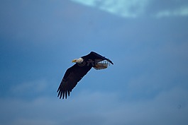 鷹,鳥,捕食者