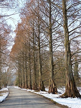 大道,林蔭大道,紅木大道