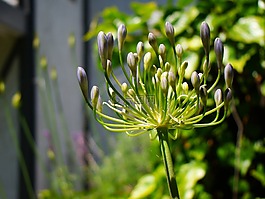 agapanthus,鮮花,植物