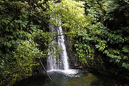 景觀,性質(zhì),樹木