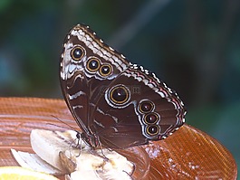 蝴蝶,蓝色 morphofalter,形态 peleides