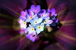不要忘了我,開花,花
