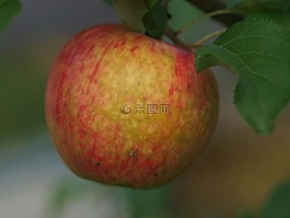蘋果,蘋果在樹枝上,蘋果樹