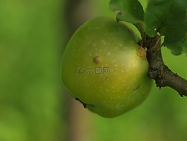 蘋果,蘋果在樹枝上,青蘋果