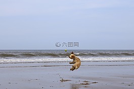 海灘,狗,球