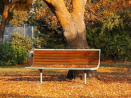 秋,公園長椅,維多利亞