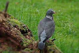 鴿子,鳥,morscher 樹