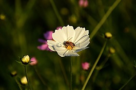 蜜蜂,宇宙,白色