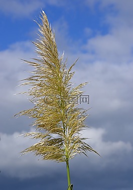 草,廠,開花