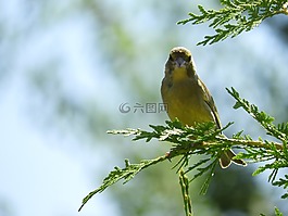 鳥,花園,科