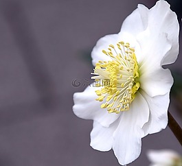 圣誕玫瑰,開花,白