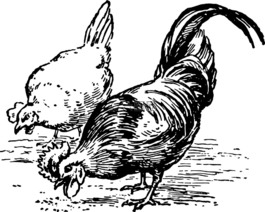 鸡,啄,家禽