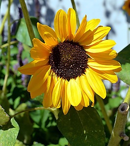 太陽(yáng)花,黃色,開(kāi)花