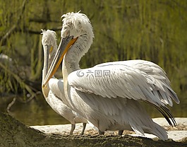 zoovogel,愛,白