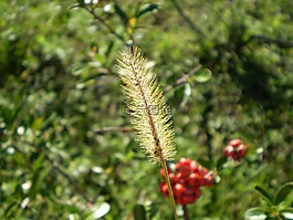 草,花卉,野生