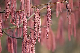 花小猫,红色,榛子