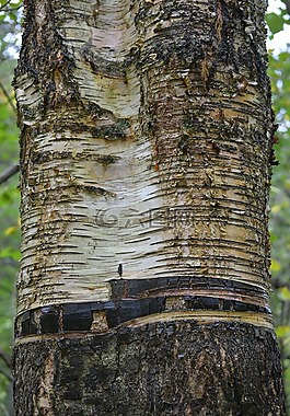 樺木,樹(shù)樹(shù)皮,關(guān)閉
