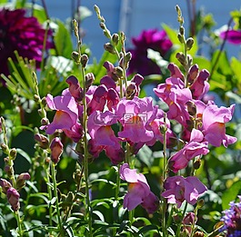 loewenmaeulchen,花,鮮花