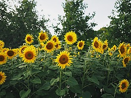 向日葵,黃色,花瓣