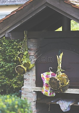 向日葵,花園,干