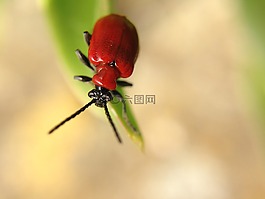 昆蟲,宏,葉