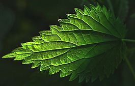 植物,葉,蕁麻