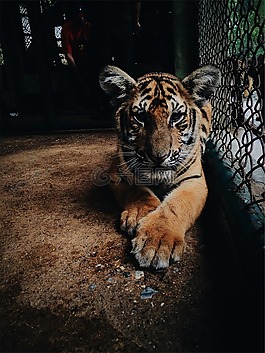 虎,動(dòng)物園,籠